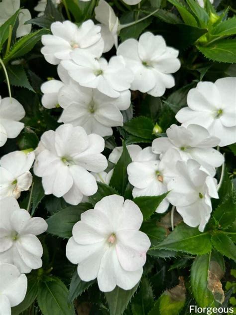 Impatiens Flower Meaning And Symbolism Unveiled Florgeous