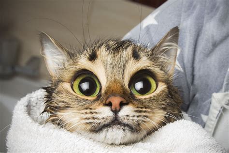 Cat With Big Eyes Cat With Big Eyes In Shock After Bathing In A