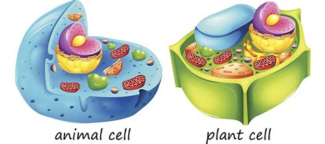 May 04, 2019 · animal and plant cells have some of the same cell components in common including a nucleus, golgi complex, endoplasmic reticulum, ribosomes, mitochondria, peroxisomes, cytoskeleton, and cell (plasma) membrane. Differences between animal cells and plant cells - Online ...