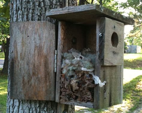 Carpenter bees, which burrow into wood, are often confused with bumble bees because of their appearance. Martha's Blog: Where Do Bumblebees Nest?