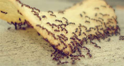 Selasa, 16 februari 2021 | 11:28 wib penulis: 5 Cara Efektif Halau Semut Di Rumah Anda! | EncikShino.com