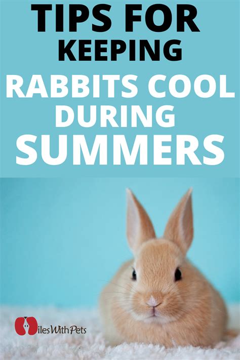 How To Keep Bunnies Cool Tips For Rabbit Care During Summers