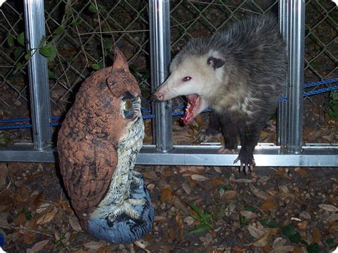 Opossums (which are not possums) will eat anything, including cantaloupe. Dumb Possum - How Smart Are Opossums?