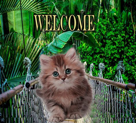 cat welcomes      ecards greeting cards