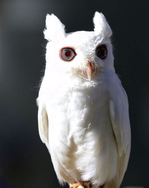 Albino Screech Owl Owl Screech Owl Albino