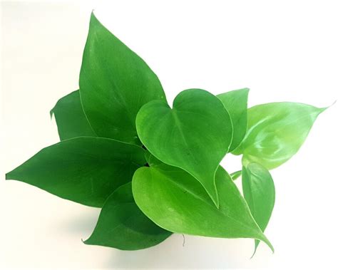Heart Leaf Philodendron Trailing House Plant Scandens Low Etsy