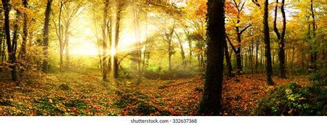 Autumn Forest Sun Rays Stock Photo 332637368 Shutterstock