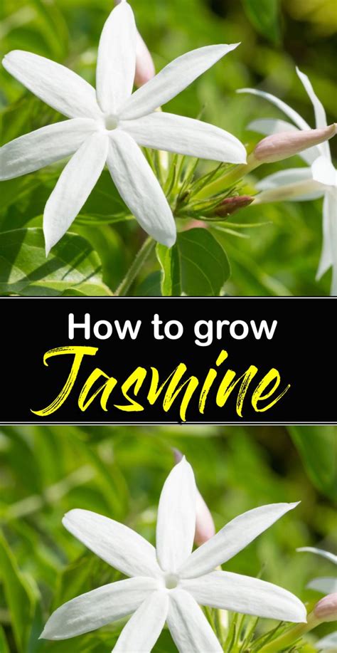 How To Grow Jasmine Jasmine Plant Care Growing Jasmine Indoor