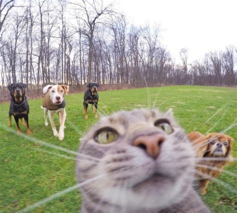 Curious Cats Bumping Into Cameras 20 Pics