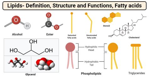 Lipids Properties Structure Classification Types Functions