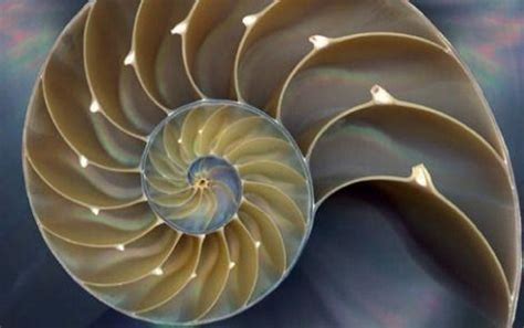 23 Stunningly Beautiful Fractals That Occur In Nature Fractals In