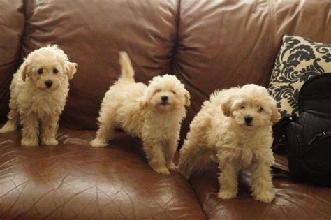 The work is not always as fun as it sounds, but pet lovers may find it enjoyable. 8 week old Maltipoo puppies 2 girls 1 boy for Sale in ...