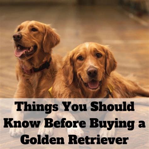 13 Things To Consider Before Buying A Golden Retriever