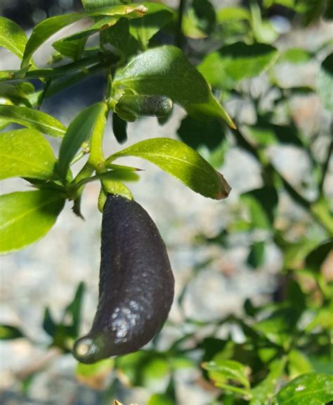 Australian Finger Lime Grown In The Zone 9b👩‍🌾