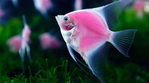 12 Jenis Ikan Hias Air Tawar Tercantik Yang Mudah Dipelihara