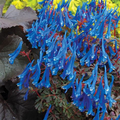 Corydalis Blue Heron From The Chelsea Gold Medal Winning