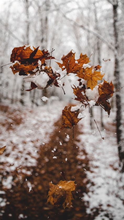 Autumn Snow Wallpaper Free Download Autumn Day Winter Beauty