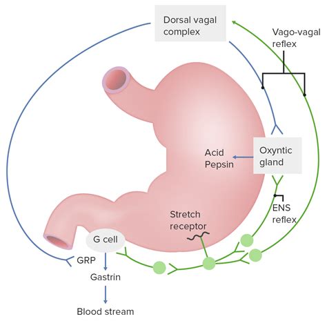 What Stimulates The Release Of Gastric Juice Unveiling Digestive Triggers