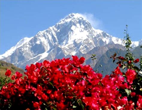 Rhododendron Trees At Ghorepani Nepal Annapurna In Background