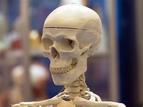 These include the bones that form the cranium or cap of the skull, the 14 bones in the face and six bones in the ear. How Many Bones In The Face And Head - Detailed Anatomy Of ...