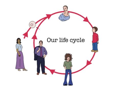 Human Reproduction Cycle