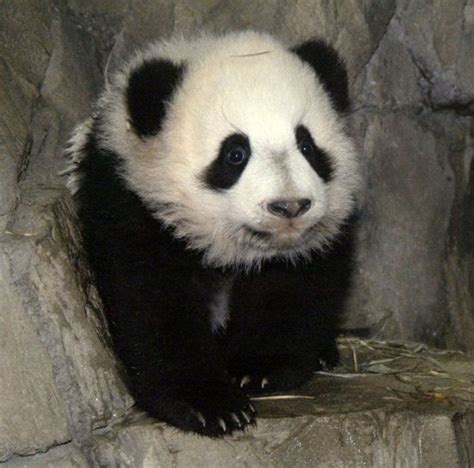 Funny And Cute Pandas 39 Pics