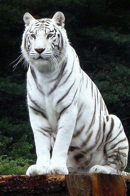 25 Best White Tiger Photographic Photographic Tiger White Tiere