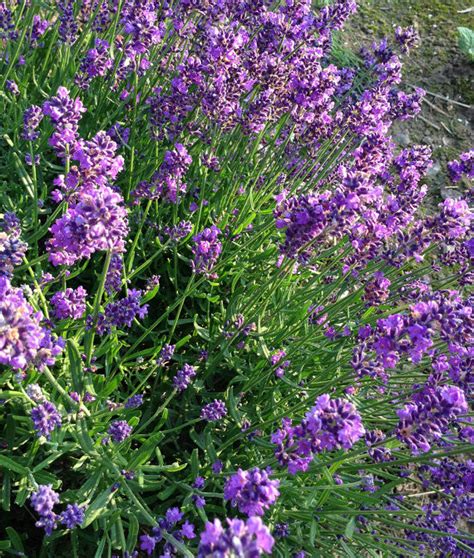 English Lavender Seeds Lavandula Angustifolia Great Lavender For Drie