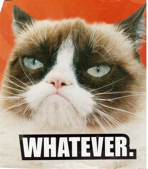 Hilarious Grumpy Cat Memes Hot Sex Picture