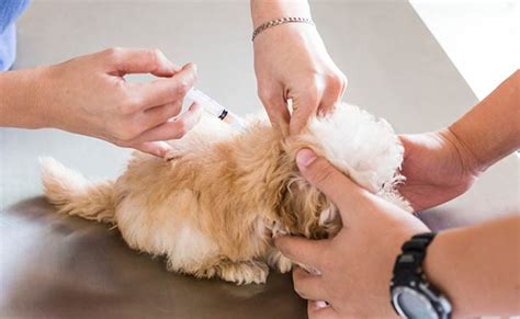 Yearly shots for dogs are important for any pet parent to keep up with. Puppy Shots Schedule: A Complete Guide to Puppy Vaccinations
