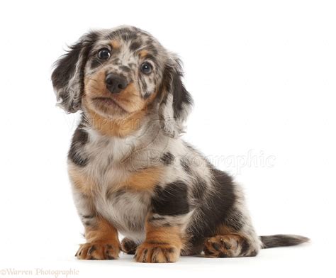 Dog Long Haired Dapple Dachshund Puppy 7 Weeks Old Photo Wp49201