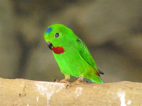 The Online Zoo Blue Crowned Hanging Parrot