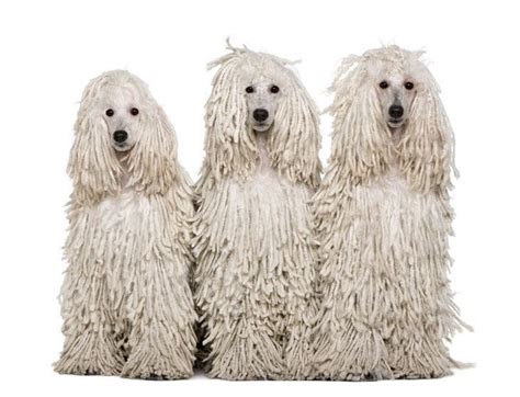 Poodle Names French Standard Toy Names For Poodles