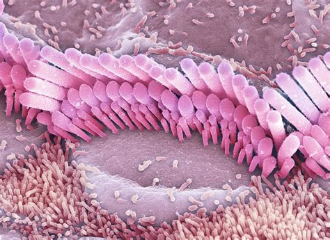 Inner Ear Hair Cells Sem Photograph By Dr David Furness Keele