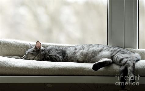 Sleeping Cat Near Window On Sunny Day Photograph By Renata Apanaviciene