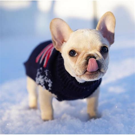 (35+ great dog names) (open list) (36 submissions). Leo, the French Bulldog Puppy ️ frenchieleo | Bulldog ...