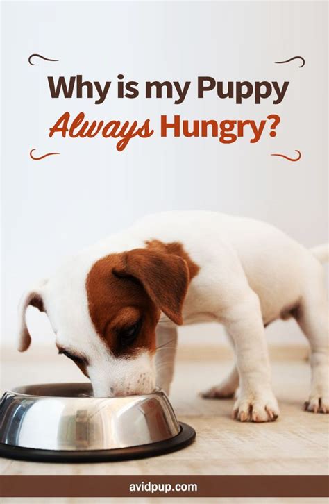 Why Is My Puppy Always Hungry Crush The Cravings Dog Nutrition