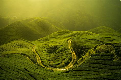To get from langkawi to cameron highlands your choice is limited to a single transportation option but it does not mean you cannot make your trip as comfortable as possible. Cameron Highlands travel | Malaysia - Lonely Planet