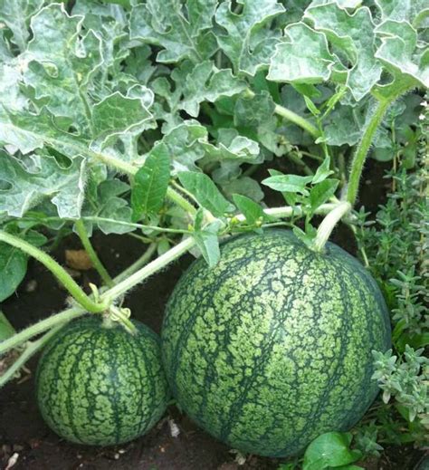 Watermelon Growing Tips Tricks Ideas And Secrets Gardening Tips