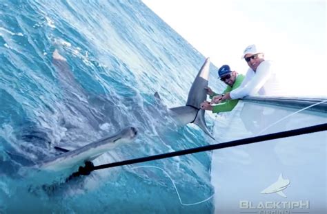 greg the shark norman caught a huge hammerhead shark that measured longer than the current