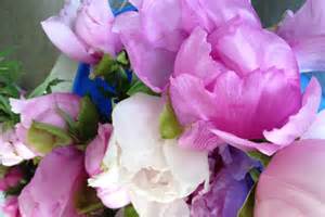 Flowers in season in april australia. Australian peony rose season opens - ABC Rural (Australian ...