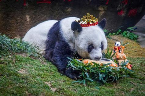 Worlds Oldest Panda Celebrates 37th Birthdayentertainment News