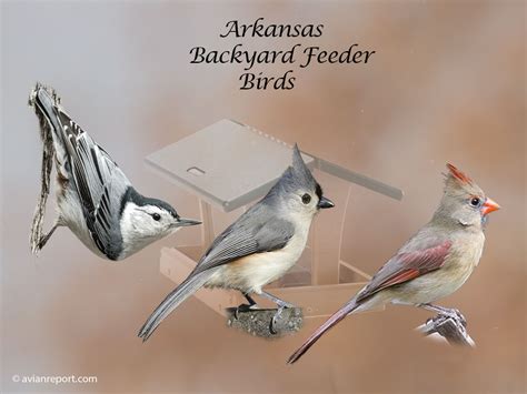 Arkansas Backyard Feeder Birds The Definitive Guide Avian Report
