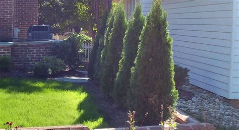 The Best Evergreen Trees For Privacy Premium Lawn And Landscape