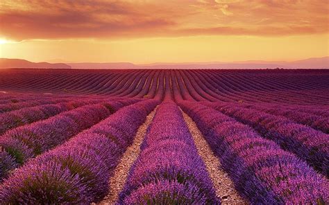 Lavender fields in France | Lavender fields france, French lavender fields, Lavender fields