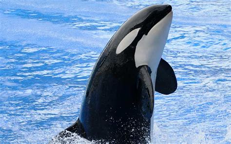 Killer Whale Orcinus Orca Dolphins World