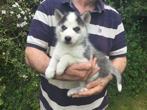 Like or consisting of a husk or husks. Siberian Husky Puppies For Sale | Hawaiian Court, FL #202100