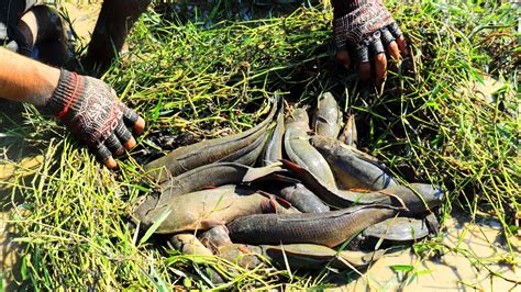 Top 5 Very Lucky Fishing Find And Catching A Lot Of Snakehead Fish