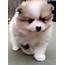 Teacup Pomeranian Puppies For Sale  Dogs & Louisiana Free