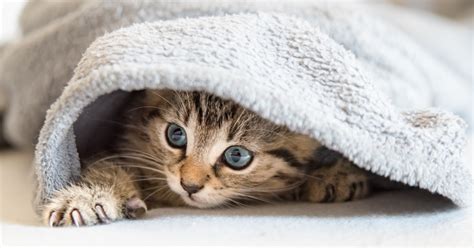 The Importance Of Blankets For Cats Sepicat
